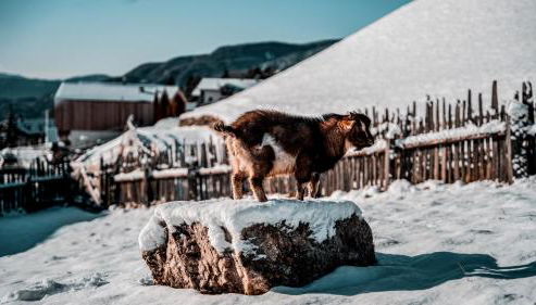 Kierhof Chalets - Foto 2