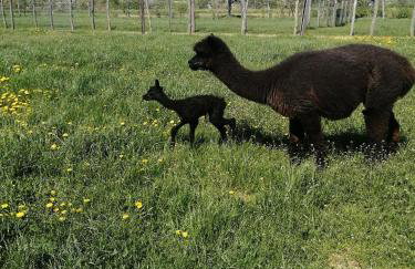 Alpaka-Ranczo AFF - Foto 25