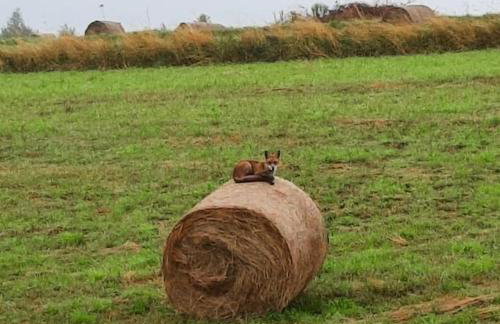 Ojcowski Zakątek-domek z balią oraz drewniany domek do wynajęcia - Foto 11