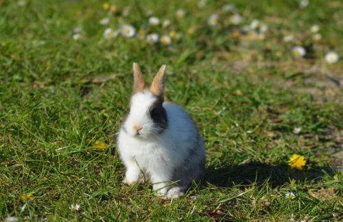 Ferienwohnung Süderfeld - Foto 13
