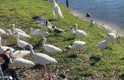 Private Tropical Waterfront Sanctuary w pool, hot tub & an island! Pet Friendly - Foto 21