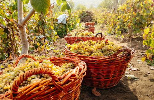 Podere Fichereto Tuscany Apartment in Florence countryside - Foto 7