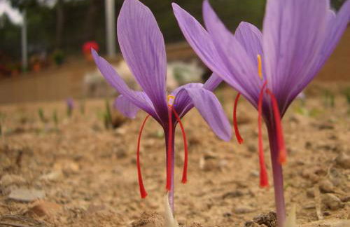 Casilla del Pinar - Foto 18