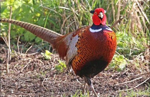 HiveAway - Hot Tub - Carmarthenshire - Pembrokeshire - Foto 16