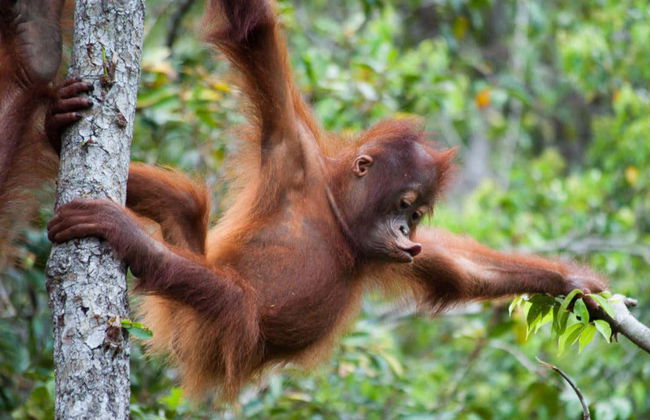 Semenggoh Wildlife Centre + Sanctuaire de crocodiles - Photo 1