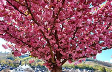 Premium Vulkaneifel Chalet - Foto 40