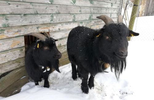 Sigmundenhof Schonach - Foto 14