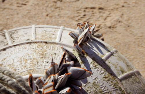 Bica, luxury heated penthouse with jacuzzi and large terrace in Baleal - Foto 67