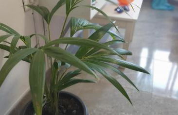 Burero Beach Stay - Comfy - Near airport & Beaches - Foto 11