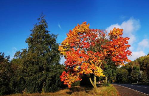 Ferienhaus Sötenicher Mühle - Photo 12