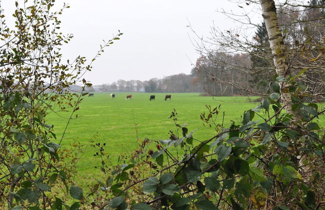 Shed 57b in an old Flour Mill in Haulerwijk - Foto 36