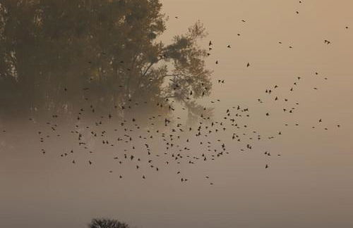 Bienenwagen Weitblick, Kamin, Sauna ganzjährig nutzbar - Foto 38