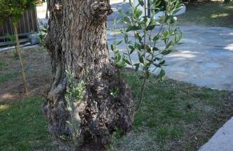 Villa Pefka - Foto 20