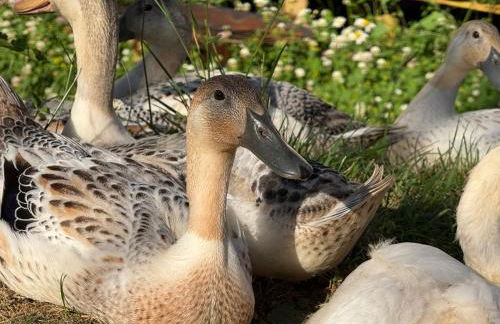 Domaine de la Jasseix - Photo 43