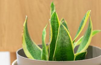 Enparan - baskeyrentals - Foto 28