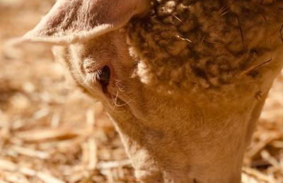 Casa do Roxo - Eco Design Country House - Foto 53