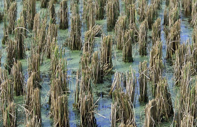 Mangroven-Safari und Höhlenforschung - Private Ganztagestour - Foto 1