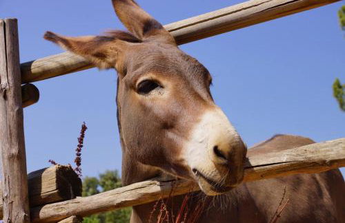 Agriturismo La Steccaia Alta - Foto 12