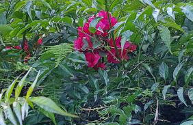 Home Green - Foto 24