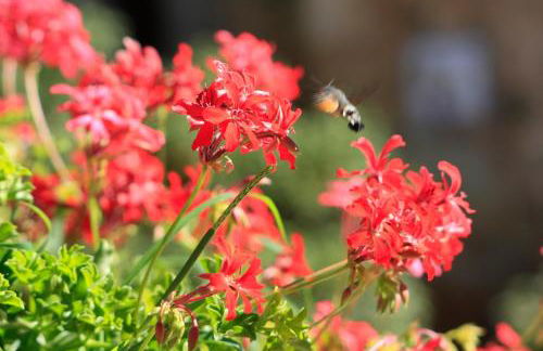 Agriturismo Il Caggio - Foto 25