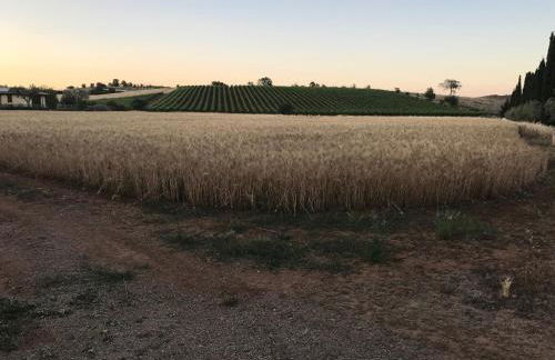 Il casale degli olivi - Foto 11