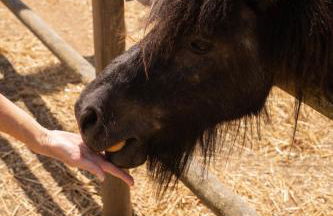 Agroturismo Son Marge - Photo 14