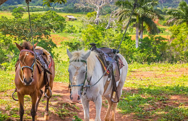 Viñales Valley Carriage Ride - Photo 7