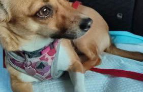 Casa Marina, Cilento Appartamento Suite indipendente - Foto 8