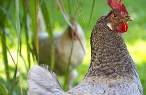 Stapelfeldt - Foto 18