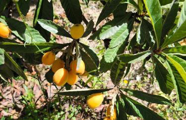 Casa Limón - Alpujarras - Foto 17