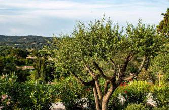 Le Clos des Eucalyptus - Foto 57