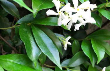 Lily l'Acrobate Aubagne-Cassis-Aix en Provence - Foto 42