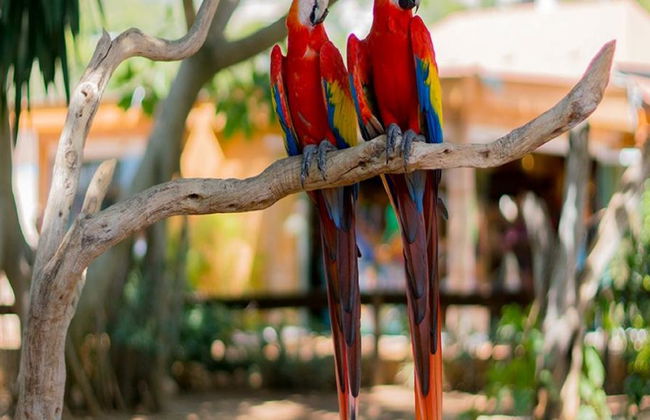Marineland Maiorca - Foto 6