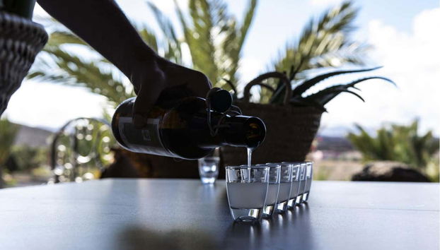 Aloe Vera Farm Tour - Foto 2