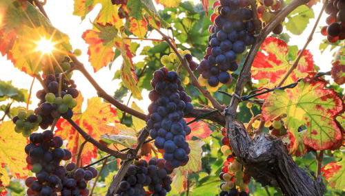 Riesling - helle und großzügige Wohnung mit guter Anbindung - Foto 5