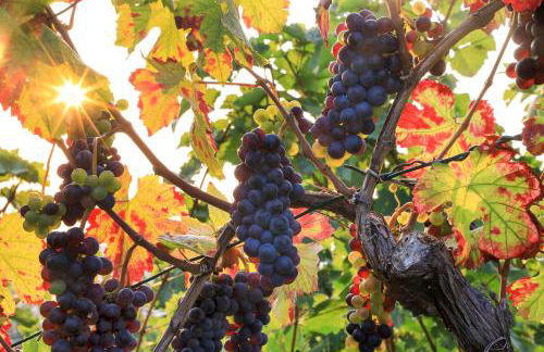 Riesling - helle und großzügige Wohnung mit guter Anbindung - Foto 5