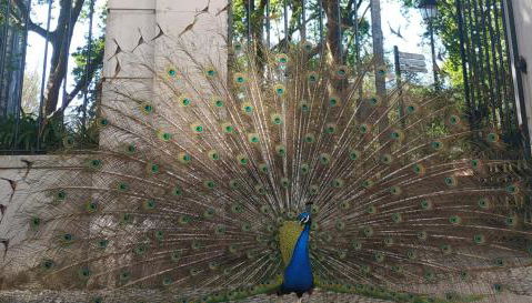 Caldas da Rainha's Green & White - Photo 4