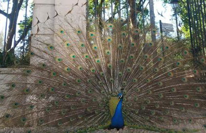 Caldas da Rainha's Green & White - Foto 4