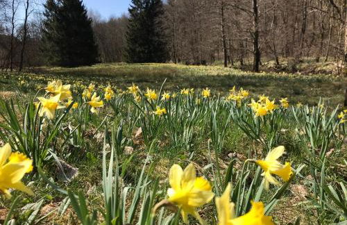 Eife(e)l-Home Ferienwohnung Jakobs - Foto 19