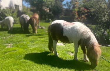 Domek wakacyjny - Foto 13