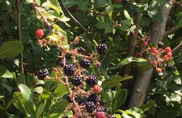 Quinta das Mineirinhas - Foto 16