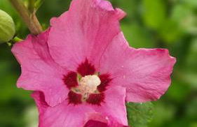 La Fontaine gîte de charme à 12min du Puy duFou - Photo 13