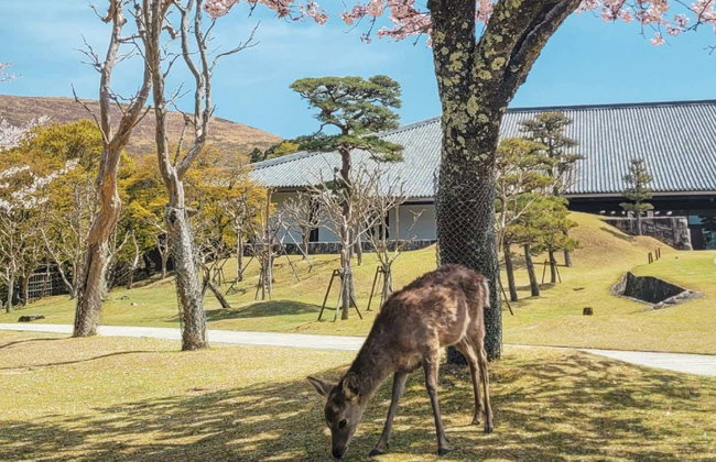 Excursion privée à Nara - Photo 9