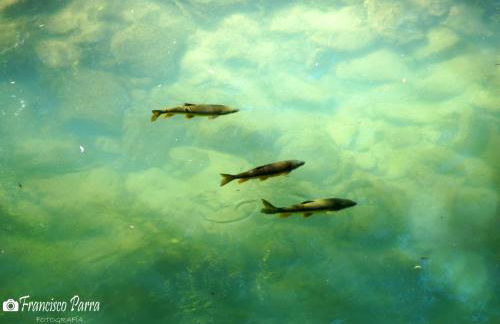 Casa Rural Los Cipreses - Photo 33