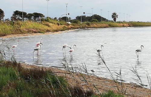 Appartamento Cagliari, OliveOyl Apt&Terrace - Foto 40