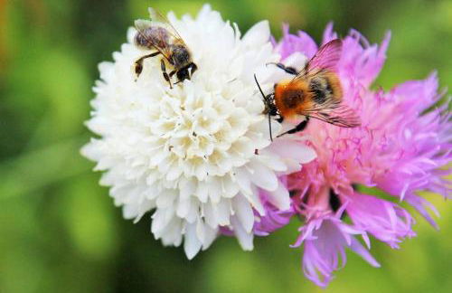 Müllers Hof Ferienwohnung/Pension - Foto 7