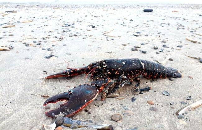 De Seekobb -beachgoers - Foto 18