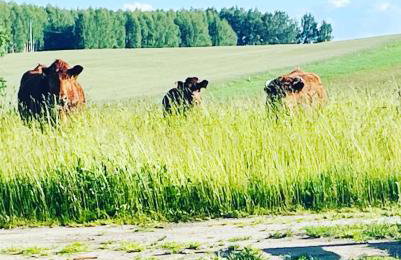 Romantyczny domek dla dwojga - Foto 9