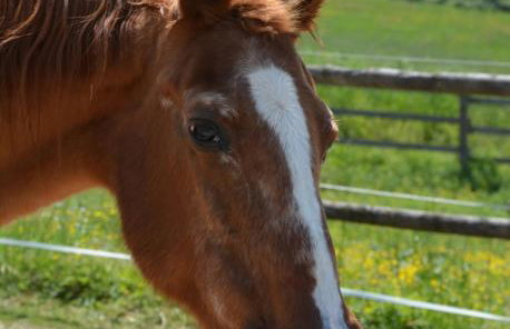 Casa Hydrangea con piscina e giardino - Foto 73