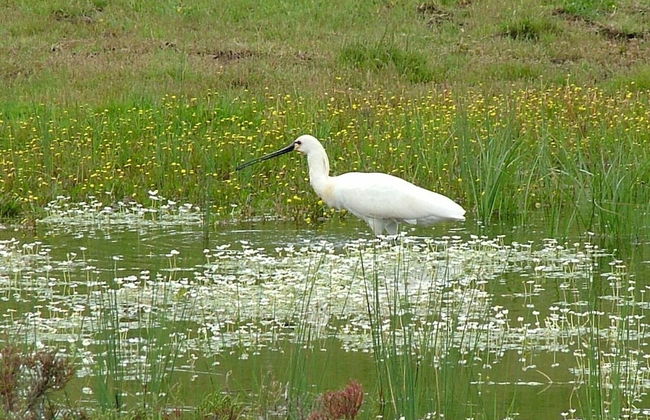 Casa Do Forno - Quinta Amoreira - Foto 16